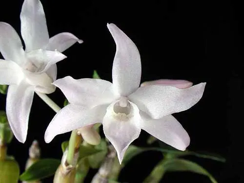 Dendrobium moniliforme Koganemaru