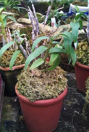 Dendrobium moniliforme Matsushima Pink