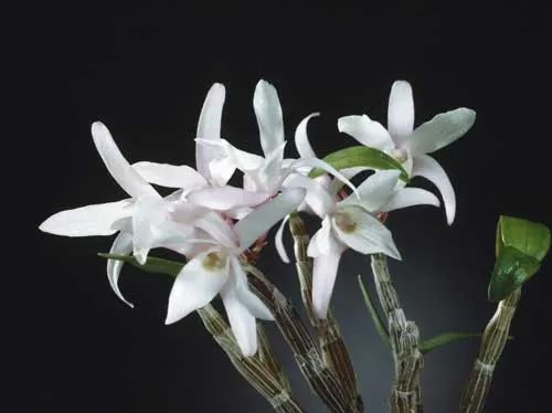 Dendrobium moniliforme Matsushima Sekkoku