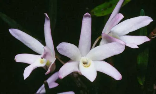 Dendrobium moniliforme Nikko
