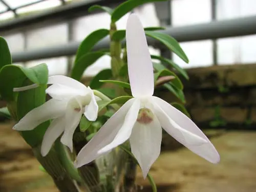 Dendrobium moniliforme Raizan