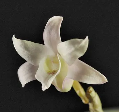 Dendrobium moniliforme Tennyokan