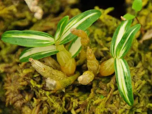 Dendrobium moniliforme Tennyokan
