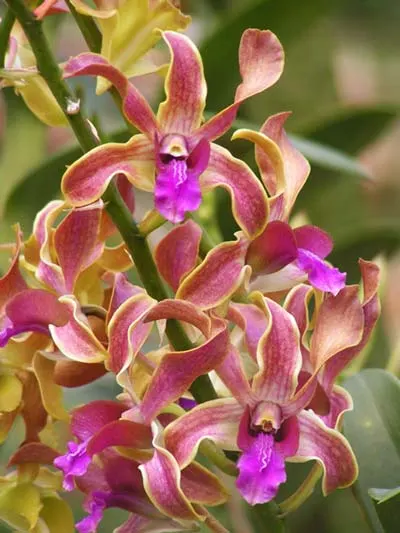 Dendrobium Nidnhoi Twist