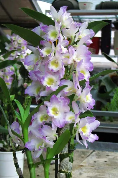 Dendrobium nobile