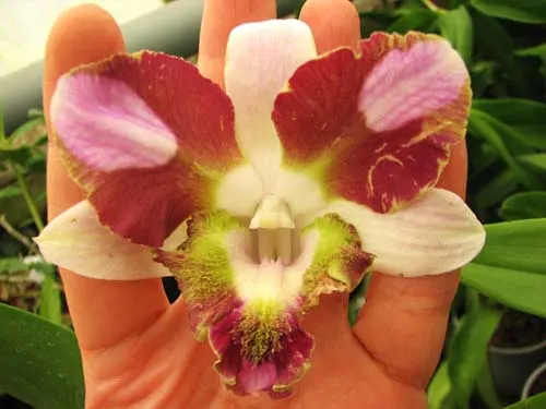 Dendrobium Nopporn Starbright