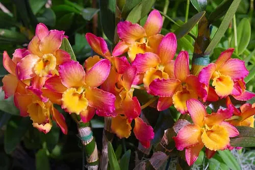 Dendrobium Oriental Smile 'Fantasy'