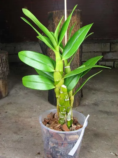 Dendrobium Oriental Smile 'Fantasy'
