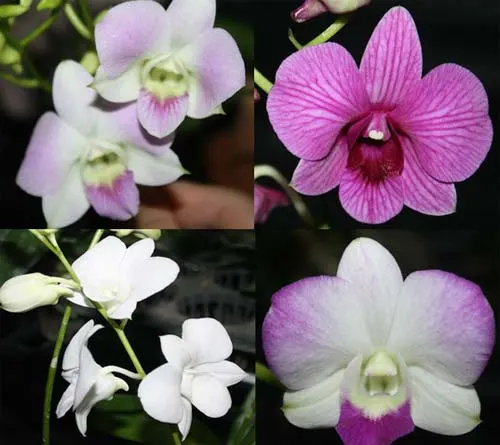 Dendrobium phalaenopsis hybr.
