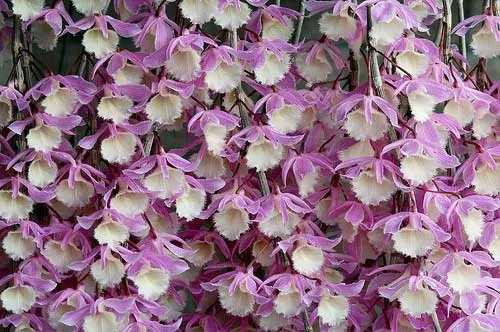 Dendrobium pierardii