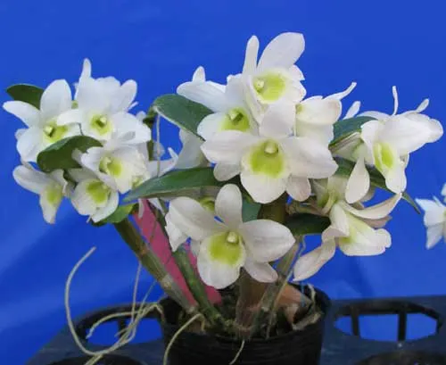Dendrobium Pocket Lover 'Green Valley'