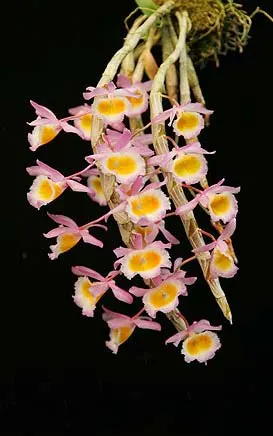 Dendrobium primulinum