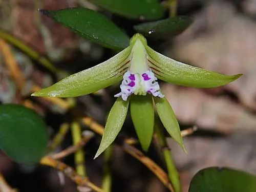 Dendrobium pugioniforme