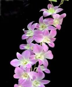 Dendrobium Sakura