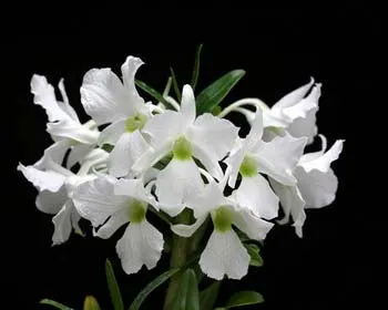 Dendrobium sanderae var. luzonicum