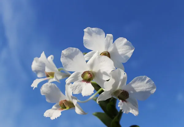 Dendrobium sanderae var. major