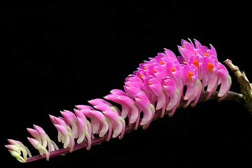 Dendrobium secundum
