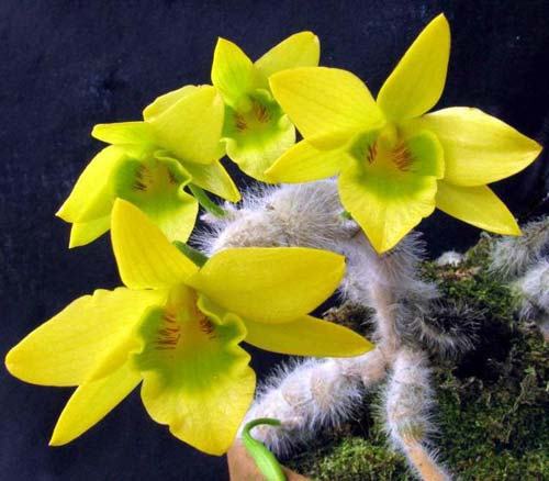 Dendrobium senile