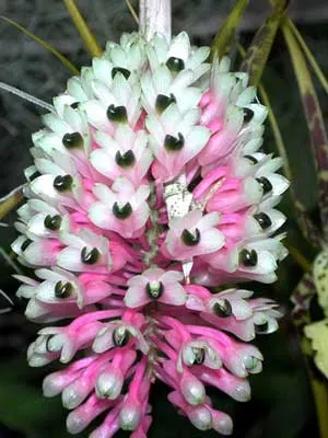Dendrobium smillieae
