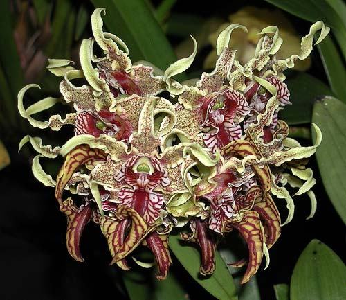 Dendrobium spectabile