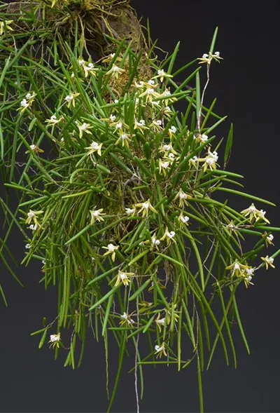 Dendrobium striolatum