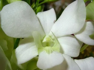 Dendrobium Supanburi Fancy