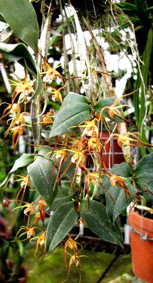 Dendrobium tetragonum