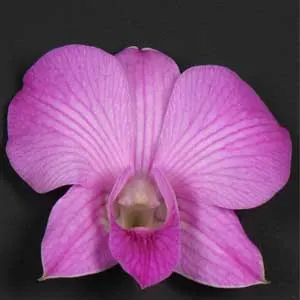 Dendrobium Thailand Beauty
