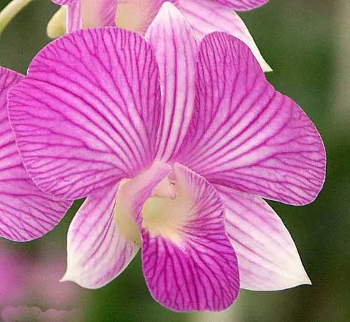 Dendrobium Thailand Stripe