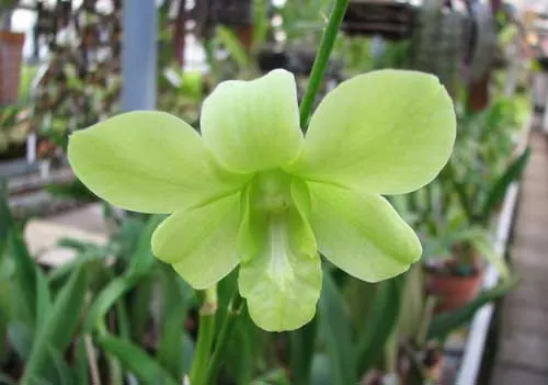 Dendrobium Thongchai-May Neal x Mary Trouse