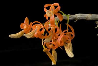 Dendrobium unicum