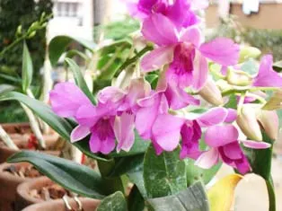Dendrobium Valentine