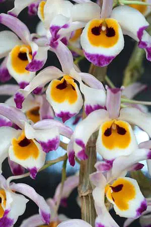 Dendrobium wardianum
