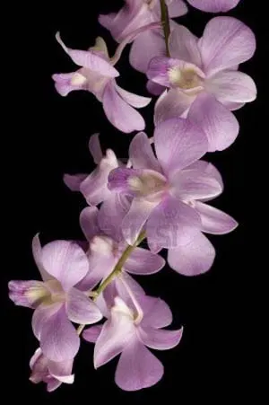 Dendrobium Zaleedung Pink