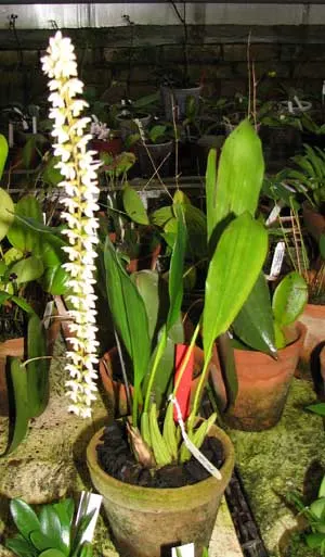 Dendrochilum glumaceum