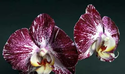 Doritaenopsis Jiuhbao Fairy
