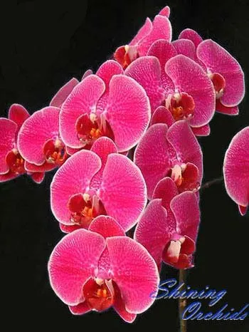 Doritaenopsis Leopard Prince