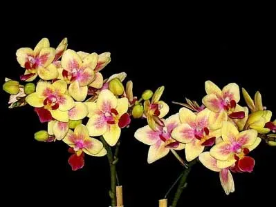 Doritaenopsis Sogo Gotris