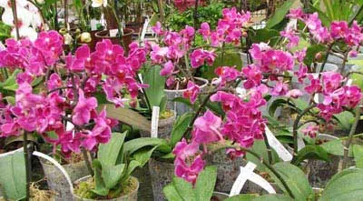 Doritaenopsis Sogo Yenlin 'Coffee'