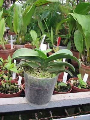 Doritaenopsis Sogo Yenlin 'Coffee'