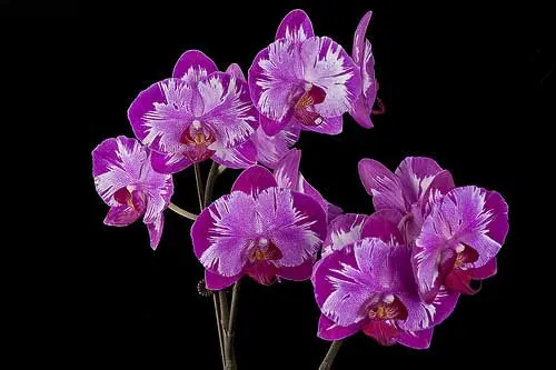 Doritaenopsis Taiwan Red Cat 'Red Cat'
