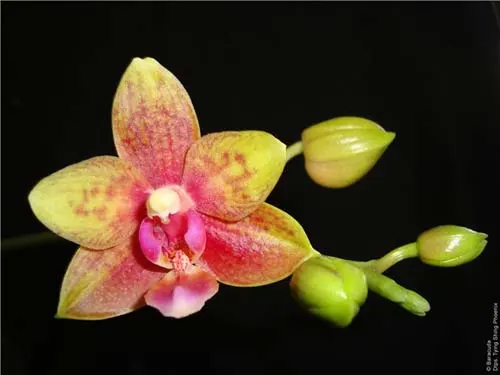 Doritaenopsis Tying Shing Phoenix