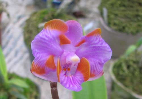 Doritis pulcherrima