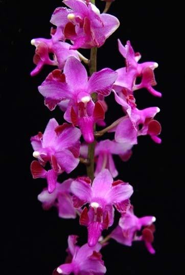 Doritis pulcherrima