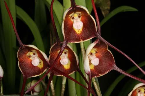 Dracula benedictii