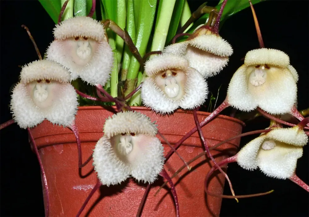 Dracula saulii