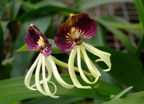 Encyclia fragrans x Encyclia cochleata