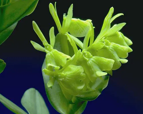Epidendrum difforme