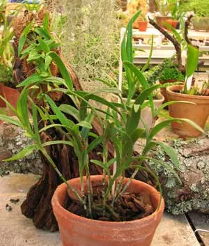Epidendrum repens