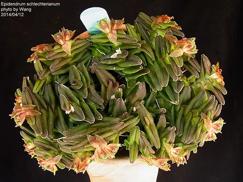Epidendrum schlechterianum